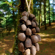 Handmade Salin Water Bellwood Seed Shell